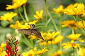 Hummer In Summer Garden